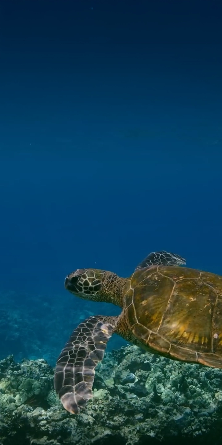 A sea turtle swimming in clear ocean water