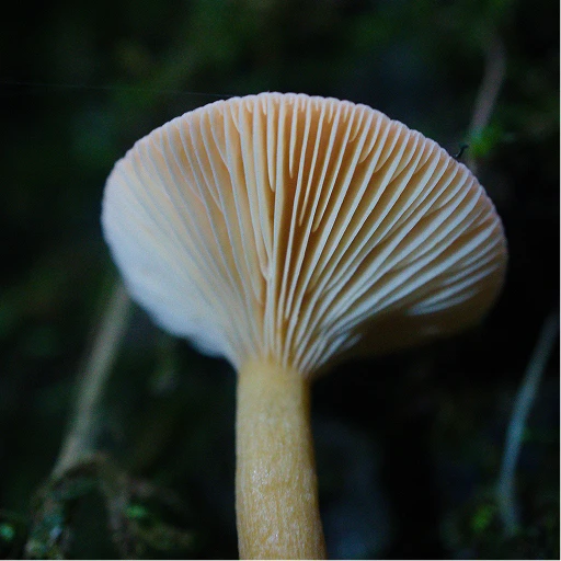 버섯 균사체 구조를 보여주는 마이셀리움 기반 가죽 대체재 개발 참고 장면