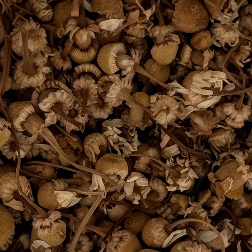 바이오 페인트 원료로 사용되는 건조된 카놀라 식물 부산물