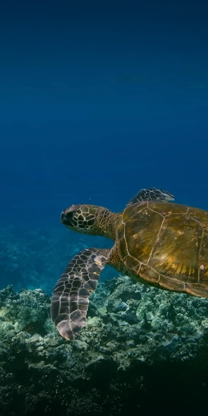 A sea turtle swimming in clear ocean water